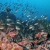 chromis_brown_gor_h_0084_ecu1593.jpg